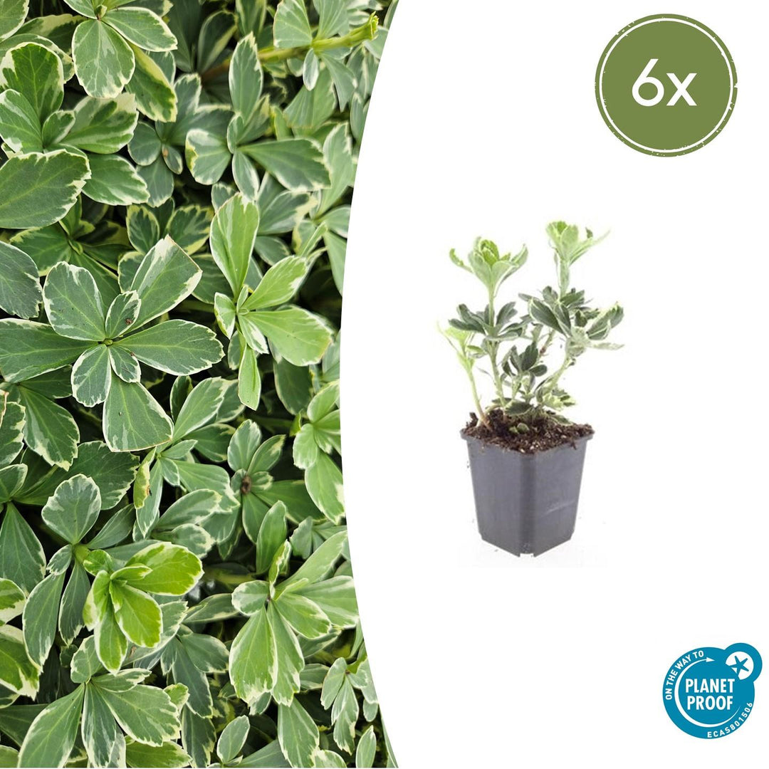 Pachysandra terminalis 'Variegata' with variegated green and white leaves in grey pot, young plant shown at 10-25cm…
