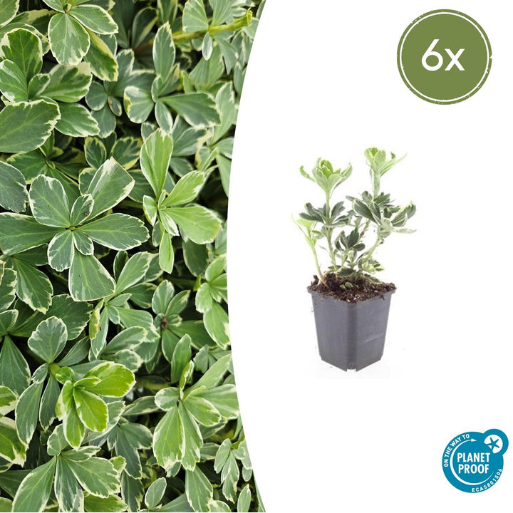 Pachysandra terminalis 'Variegata' with variegated green and white leaves in grey pot, young plant shown at 10-25cm…