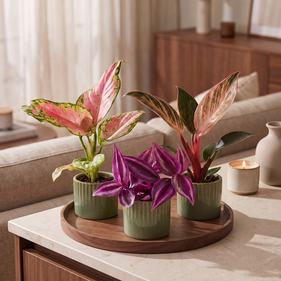 Baby Paradise Mix, pack of 3 tropical houseplants in pink and red tones, image 3