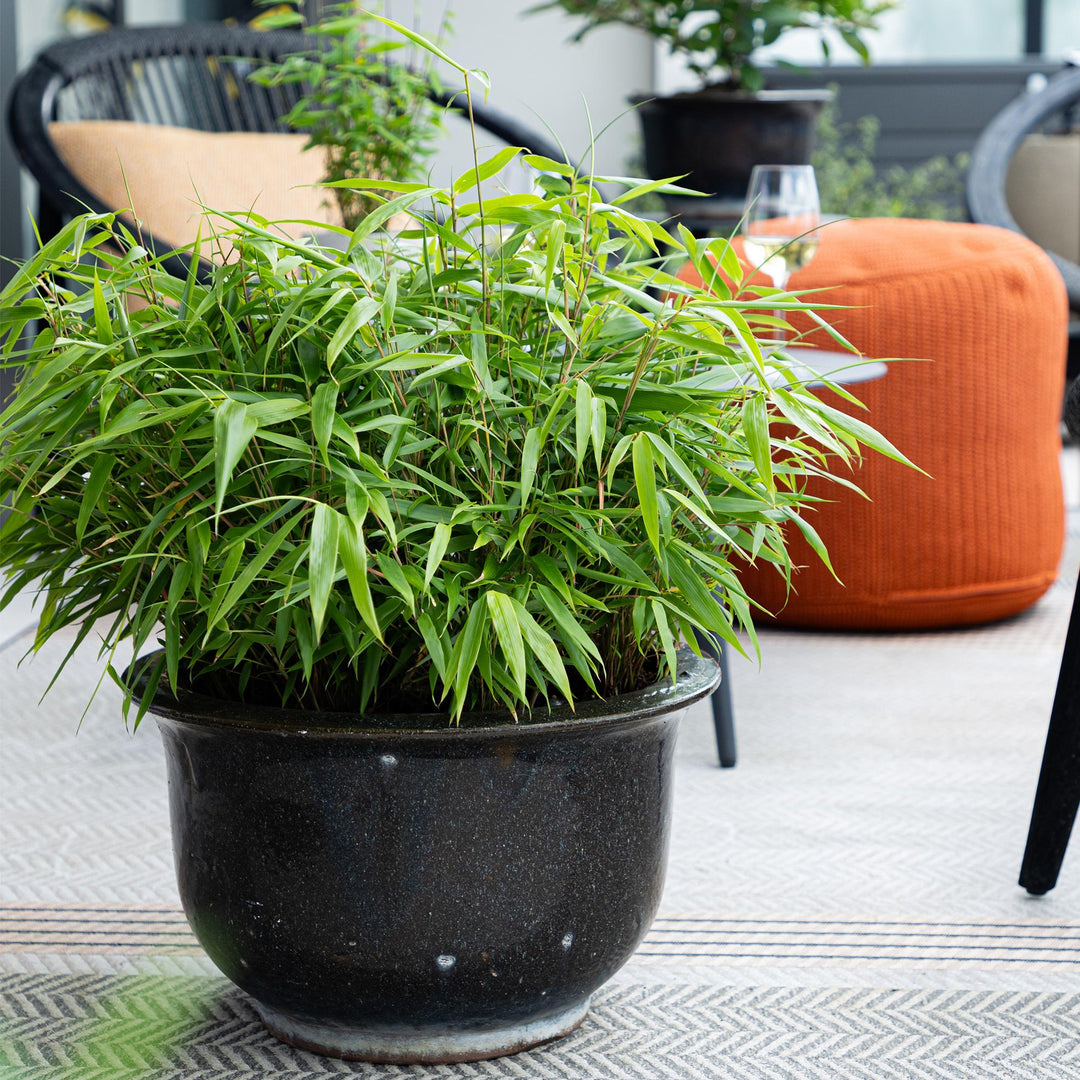 12 Fargesia rufa clumping bamboo plants in 14cm pots - view 4
