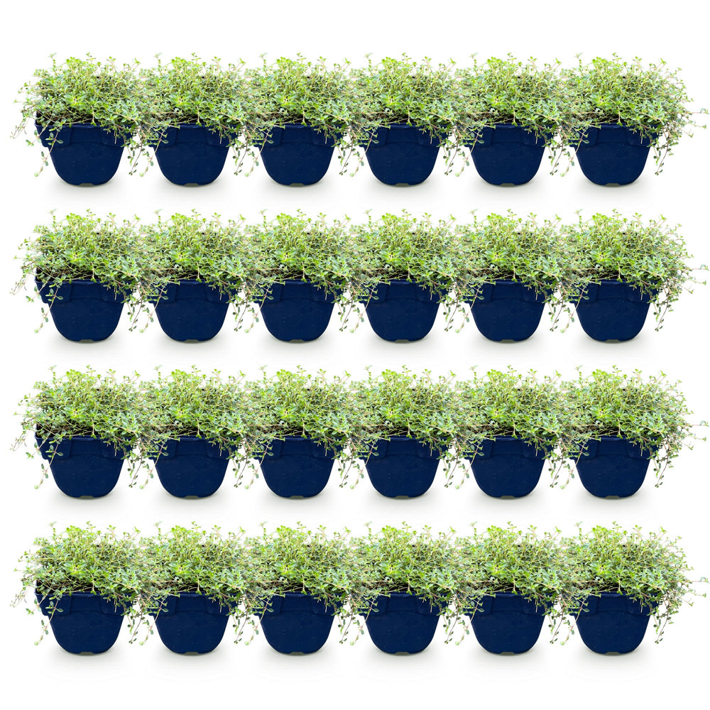 Thymus Tricolour thyme ground cover plants, pack of 24, image 2