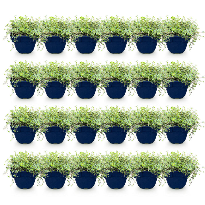 Thymus Tricolour thyme ground cover plants, pack of 24, image 2