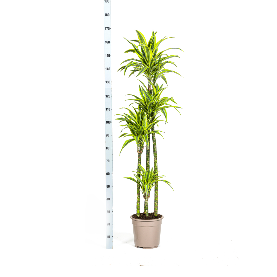 Dracaena Lemon Lime - Variegated Indoor Plant 170-190cm Tall