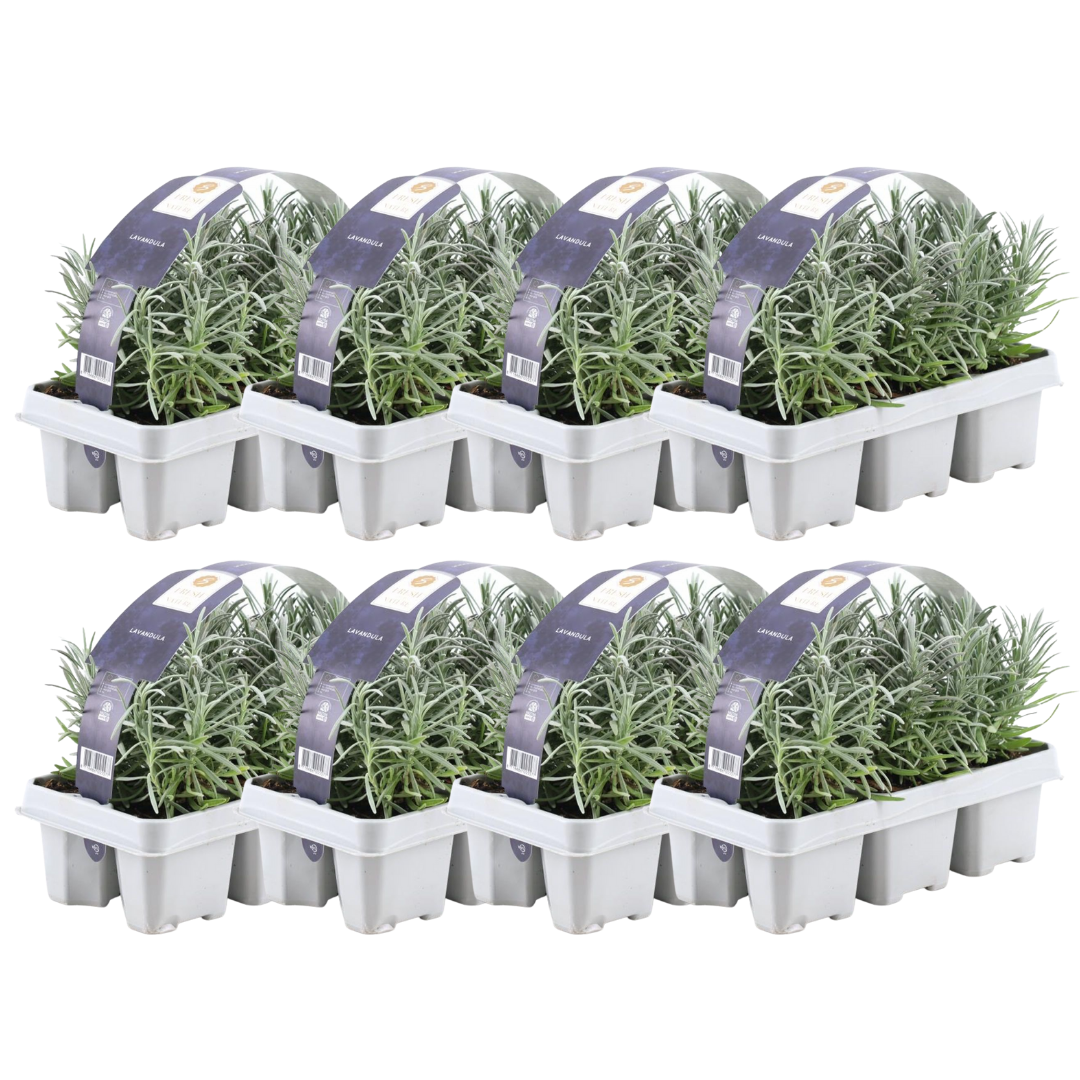 True Lavender Plants - Lavandula Angustifolia 6 Pack Live Plants