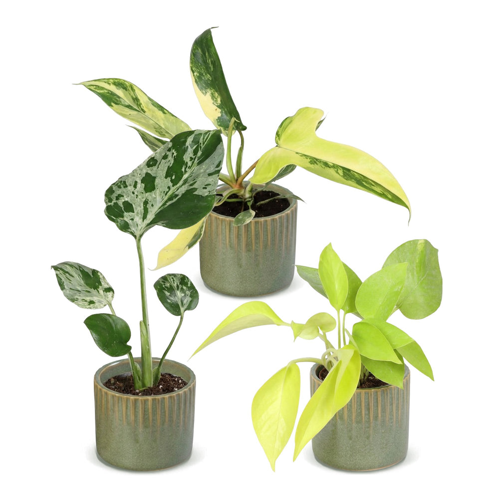 Baby Tropical Mix, pack of 3 tropical houseplants in Ø6cm pots, image 2