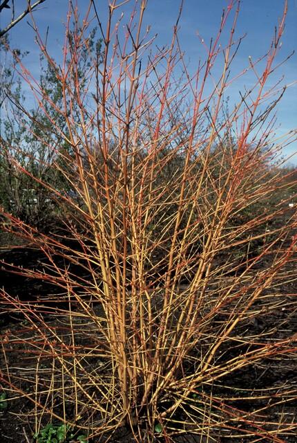 6x Cornus sang. 'Midwinter Fire' - ↕10-25cm - Ø9cm — healthy root ball and nursery pot ready to ship from Ireland
