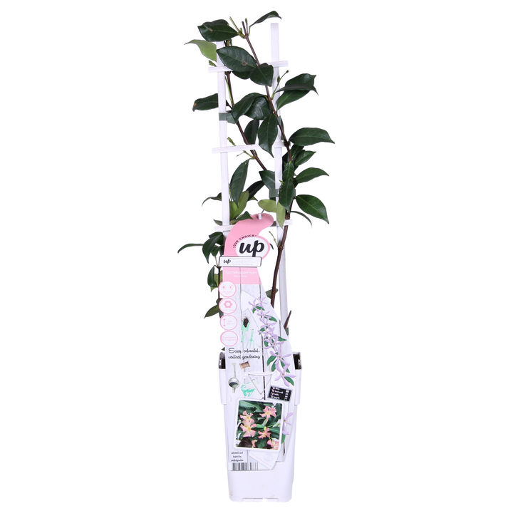 2x - Trachelospermum 'Star of Ibiza' - ↨65cm - Ø15 — healthy root ball and nursery pot ready to ship from Ireland