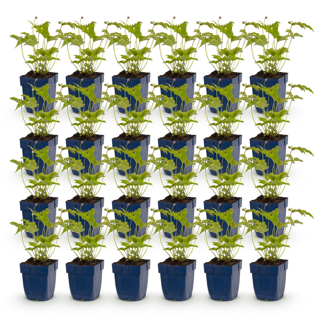 24x Anemone hybrida 'Honorine Jobert' Japanese Anemone - White - 11cm Pot - 15-25cm