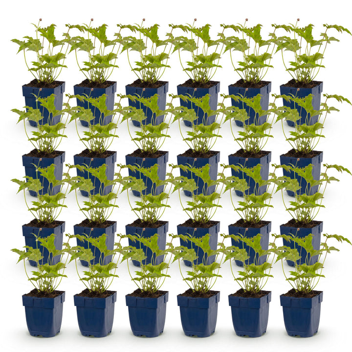 24x Anemone hybrida 'Honorine Jobert' Japanese Anemone - White - 11cm Pot - 15-25cm