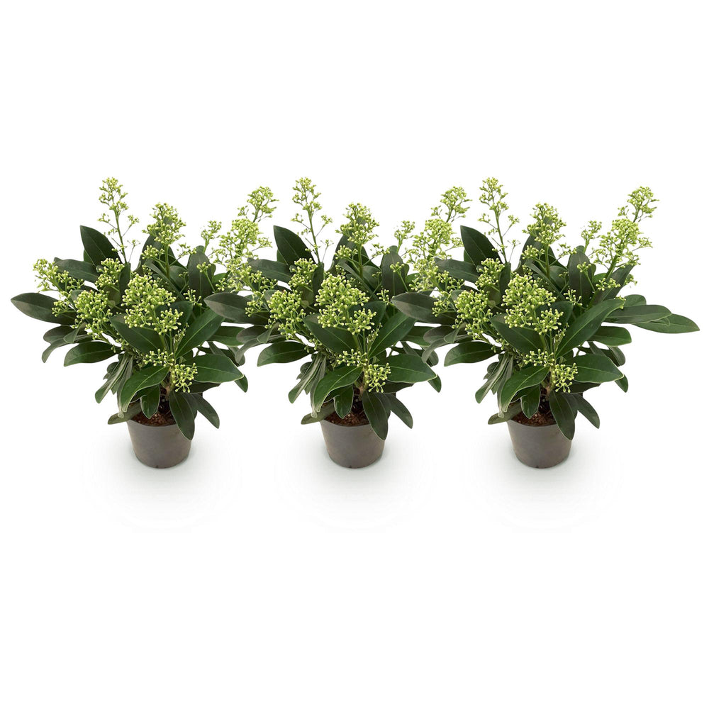 Pack of 3 Skimmia japonica 'Finchy' plants in 10.5cm pots, 25cm tall - view 2