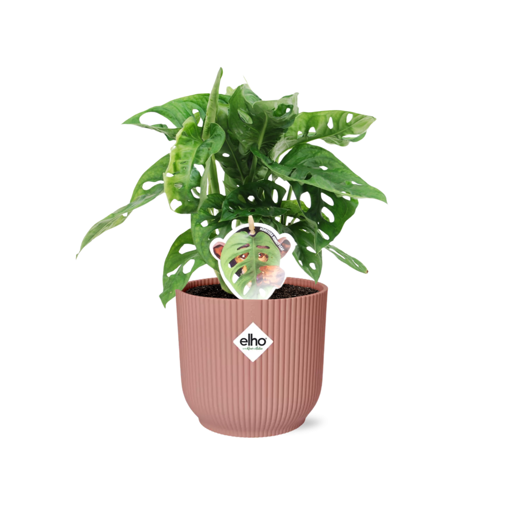 Young Monstera adansonii monkey leaf plant in a pink ribbed ELHO Vibes pot