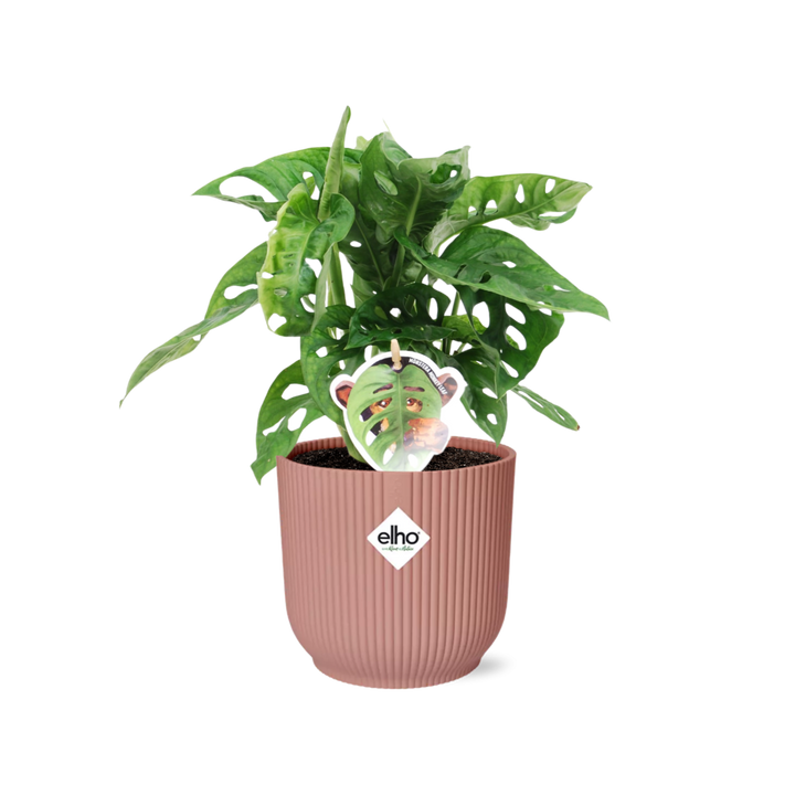 Young Monstera adansonii monkey leaf plant in a pink ribbed ELHO Vibes pot