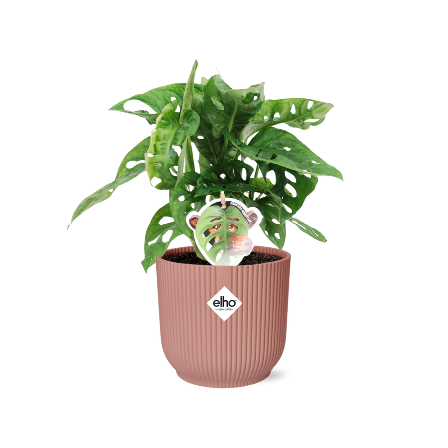 Young Monstera adansonii monkey leaf plant in a pink ribbed ELHO Vibes pot