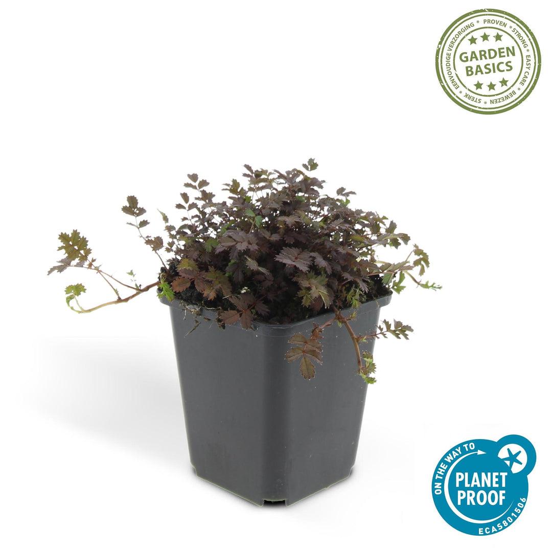 6x Acaena microphylla 'Kupferteppich' - ↕10-25cm - Ø9cm styled in an Irish home interior