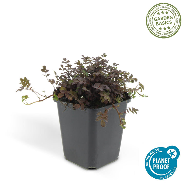 6x Acaena microphylla 'Kupferteppich' - ↕10-25cm - Ø9cm styled in an Irish home interior