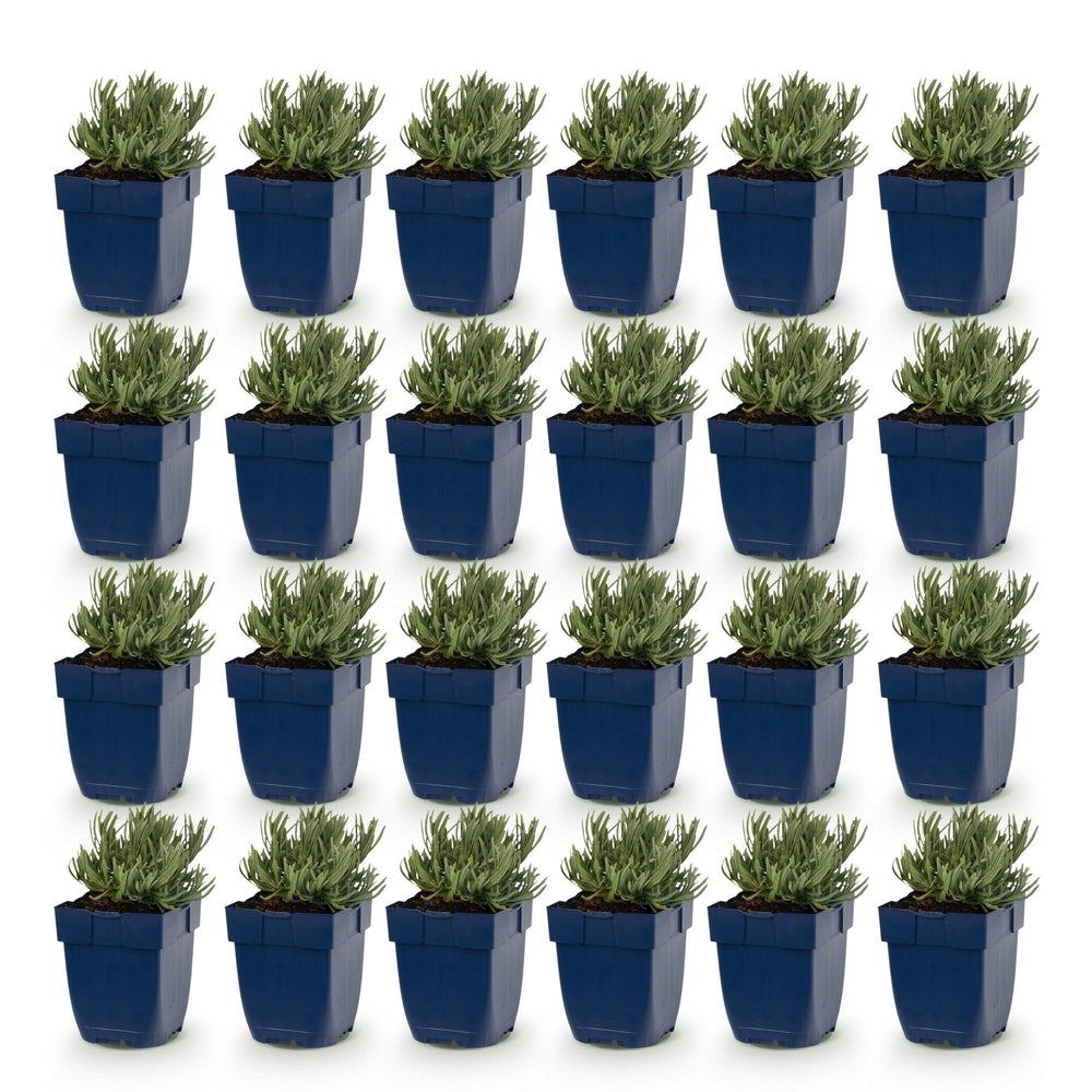 Lavandula angustifolia 'Edelweiss' white lavender, pack of 24 plants in 11cm pots - view 2
