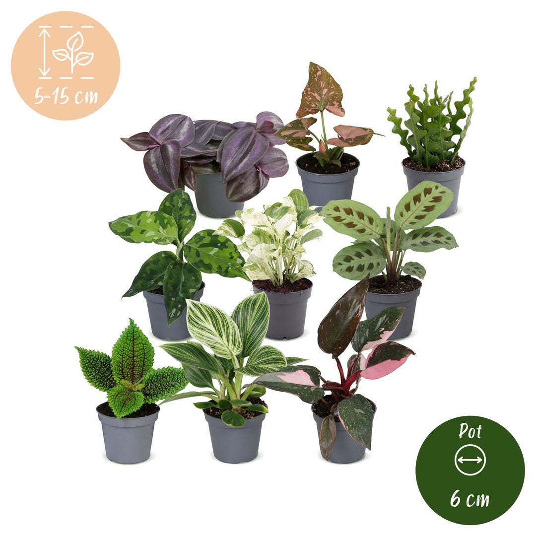 Baby Plants Surprise Box, 9 mixed tropical plants in 6cm pots, image 6