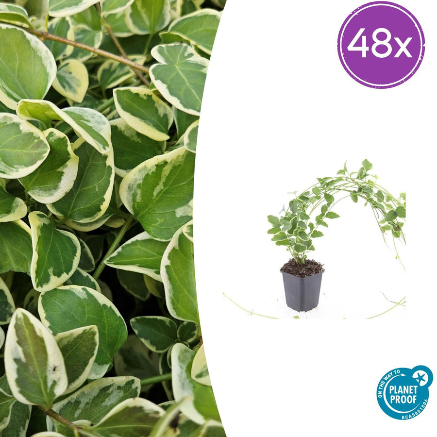 48x Vinca major 'Variegata' plants in 9cm pots, featuring variegated green and white foliage