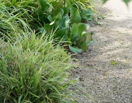Bergenia cordifolia 'Herbstblüte' 40 Pack - Pink Flowering Ground Cover 9cm Pots