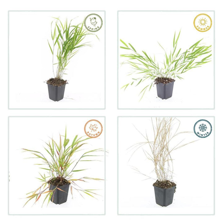 24x Hakonechloa macra - ↕10-25cm - Ø9cm