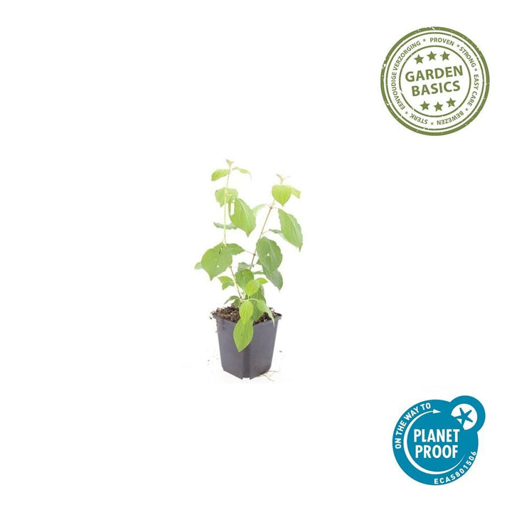 48x Cornus Midwinter Fire Dogwood - 9cm Pot - Fiery Winter Stems