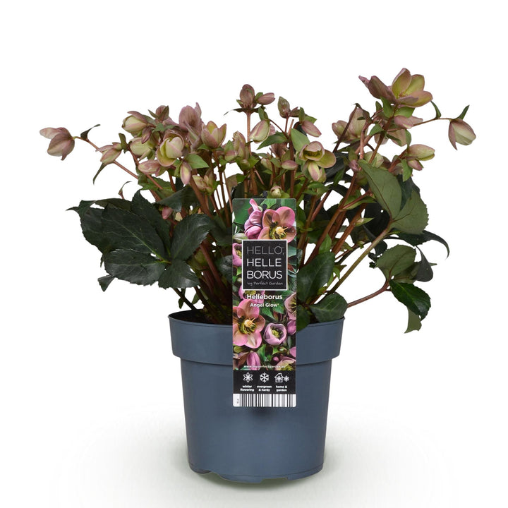 Helleborus 'Angels Glow' hellebore in a 19cm pot, 50cm tall - view 2