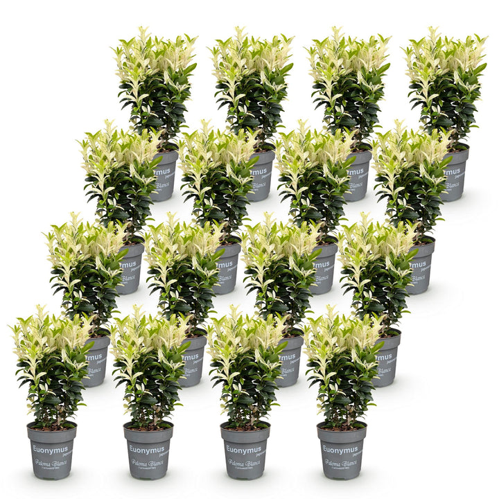 Euonymus japonica Paloma Blanca spindle hedge plants, pack of 16, image 2