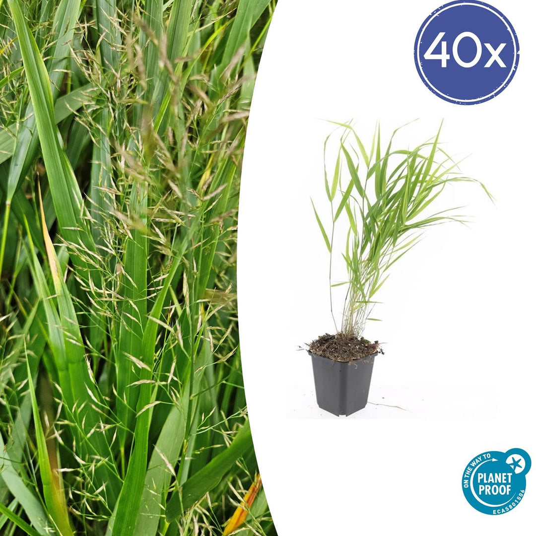 40x Hakonechloa Macra - Japanese Forest Grass - 10-25cm - Ø9cm