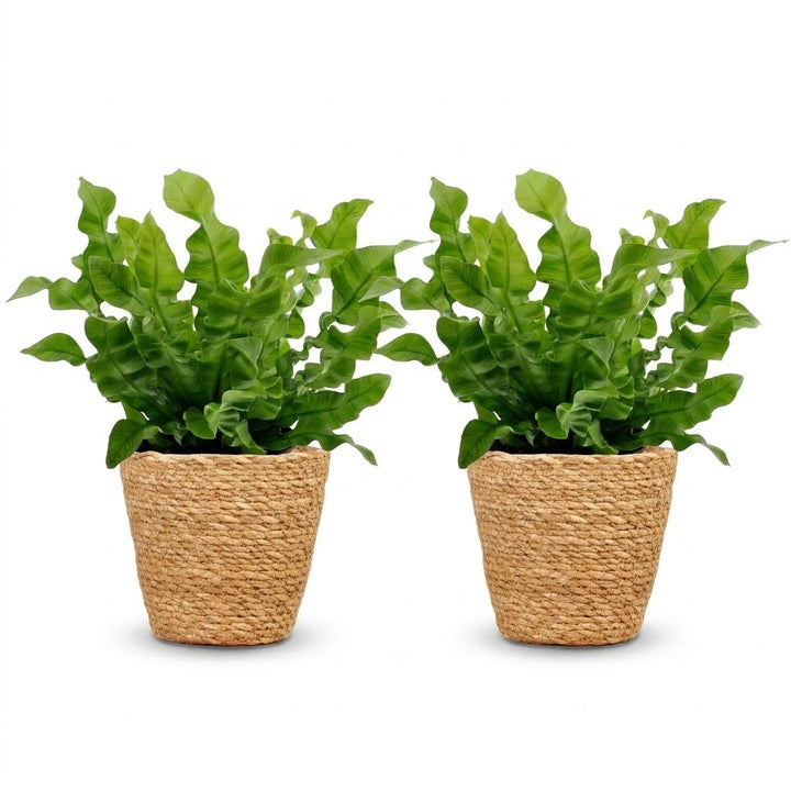 Crispy Wave Fern (Asplenium 'Crispy Wave') - 2 Plants with Woven Basket - 12cm Pot - 30cm Tall