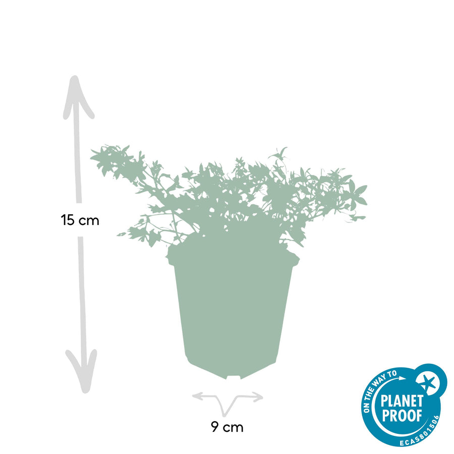 24 Campanula Stella Blue plants in Ø9cm pots, featuring vibrant blue flowers for ground cover.