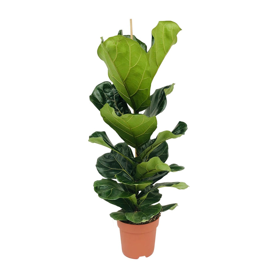 Fiddle leaf fig with broad violin-shaped leaves rising from a single stem, 100cm tall in a 21cm nursery pot