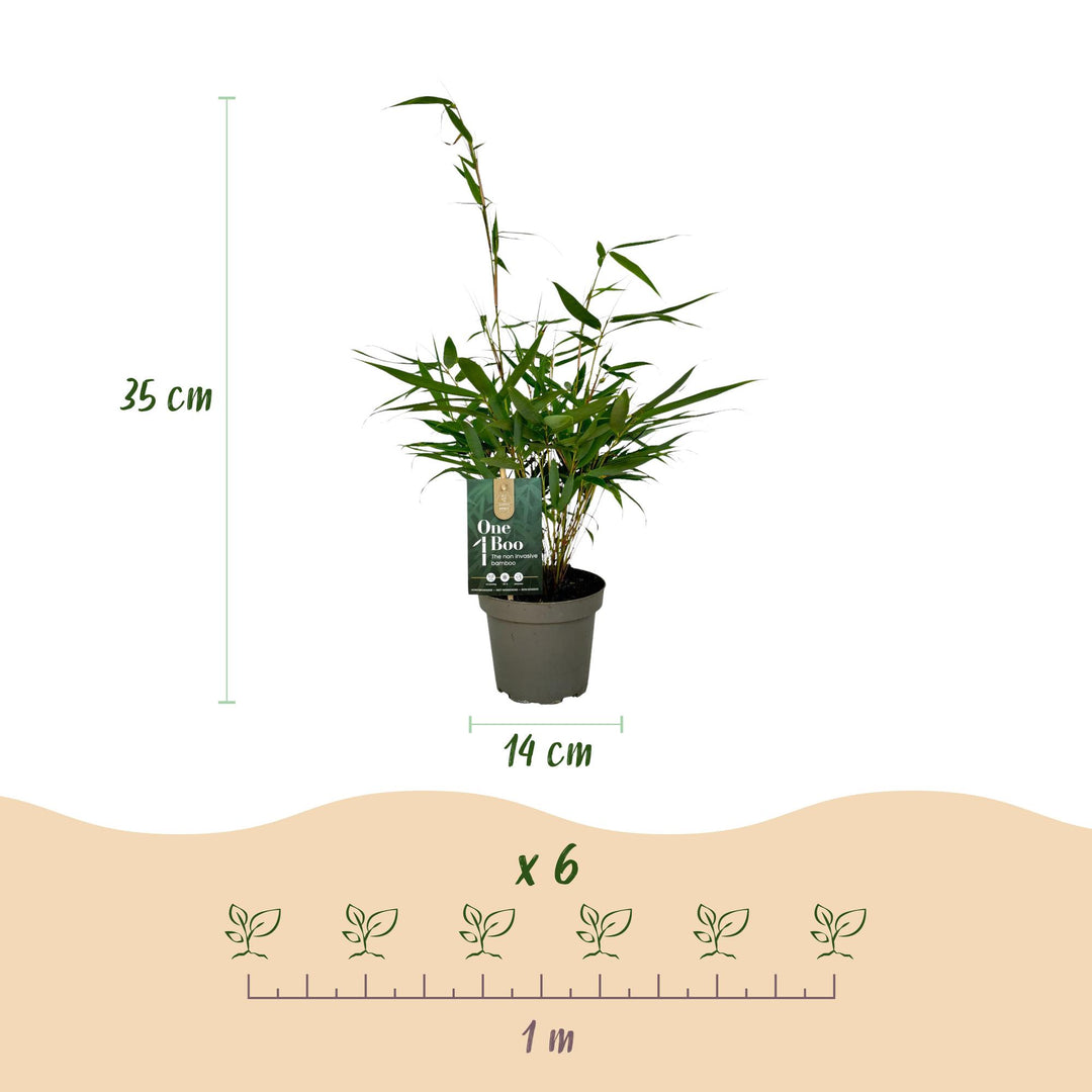 12 Fargesia robusta Pingwu clumping bamboo plants in 14cm pots - view 3