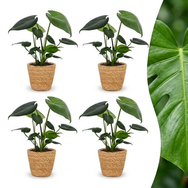 Swiss Cheese Plant with large glossy leaves with deep splits and holes, set of 4 plants in a woven basket, about 30cm tall
