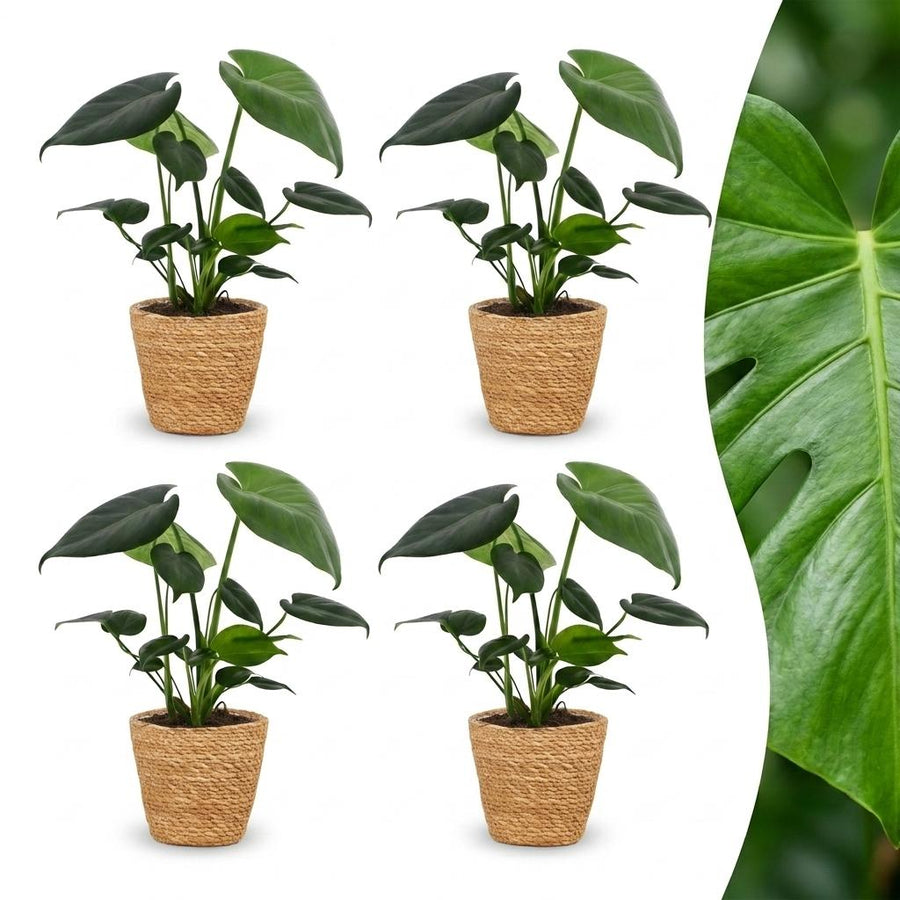 Swiss Cheese Plant with large glossy leaves with deep splits and holes, set of 4 plants in a woven basket, about 30cm tall