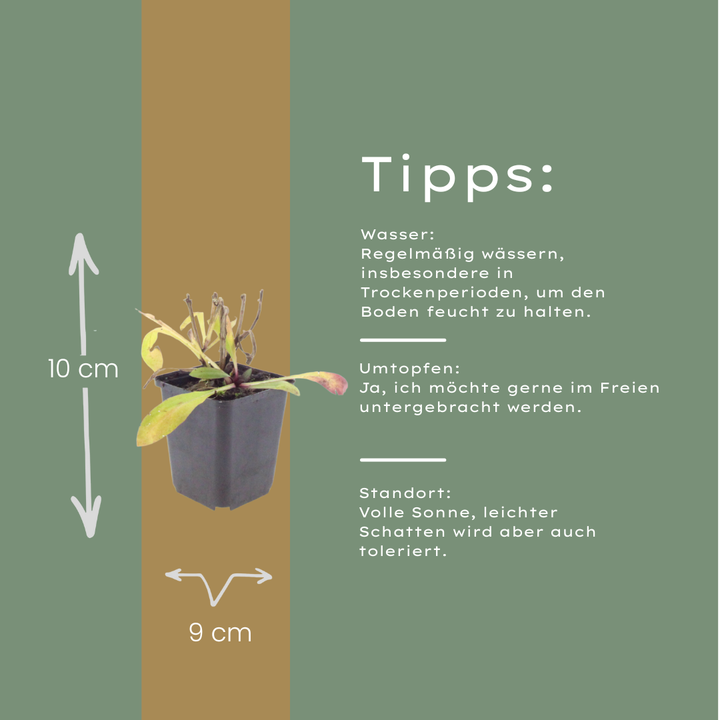 60x Helenium 'Moerheim Beauty' - ↕10-25cm - Ø9cm