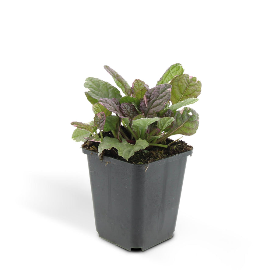 Everspring Ajuga reptans 'Burgundy Glow' plant in a 9cm pot, featuring burgundy and green foliage.