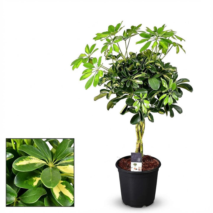 Healthy foliage and strong roots close-up of Schefflera Gold Capella - Ø21cm - ↕75cm