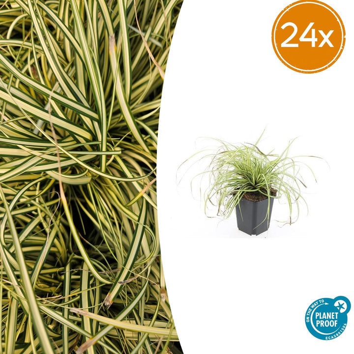 Carex Evergold Japanese Sedge 24-Pack | Gold Variegated Evergreen