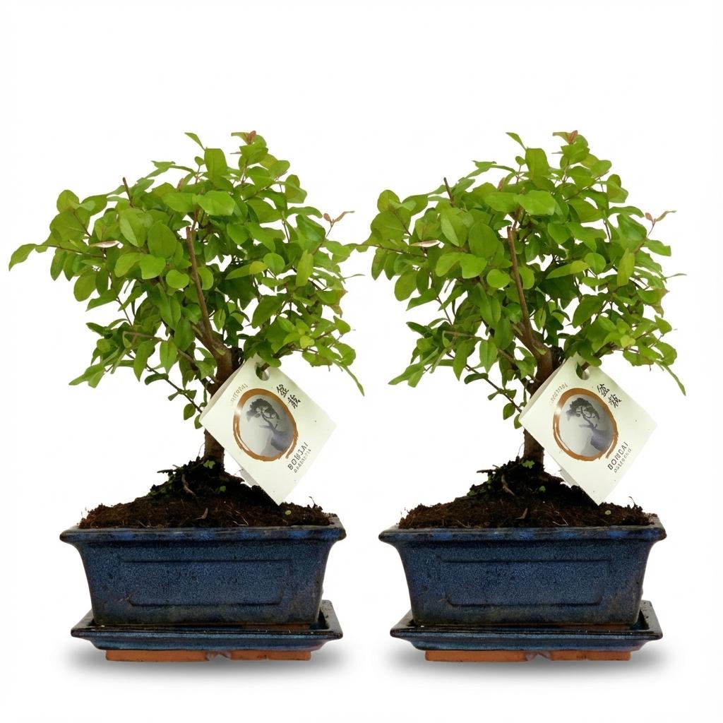 Ball-Shaped Bonsai Tree