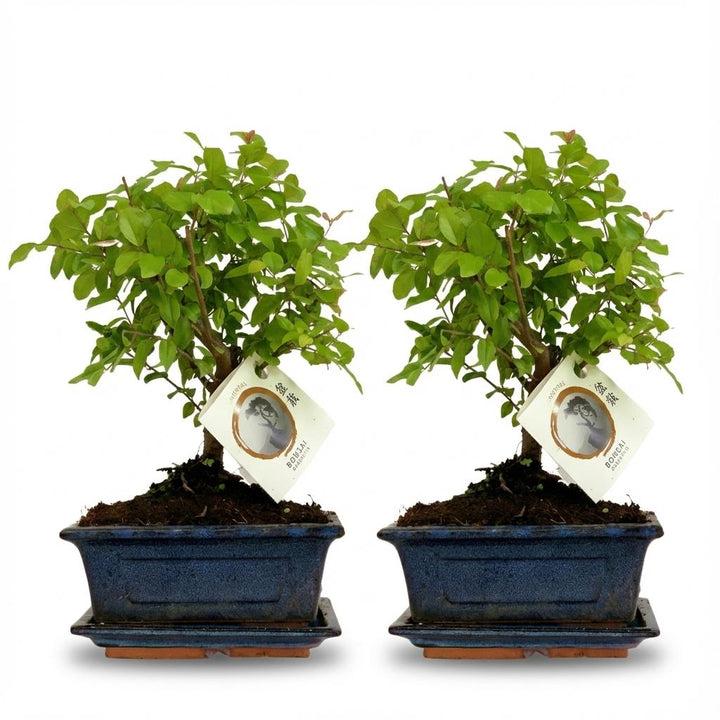 Ball-Shaped Bonsai Tree