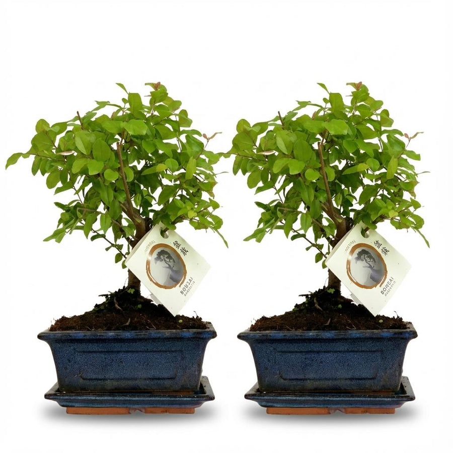 Ball-Shaped Bonsai Tree