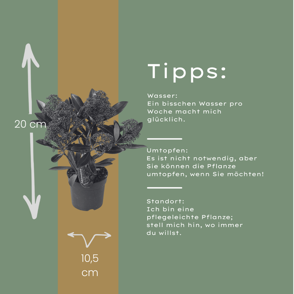 Set of 3 Skimmia 'Rubella' plants in 10.5 cm pots, height 20-25 cm, with dark green foliage.