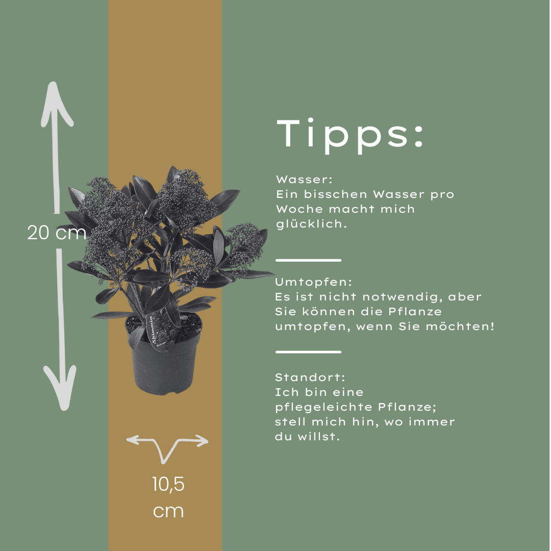 Set of 3 Skimmia 'Rubella' plants in 10.5 cm pots, height 20-25 cm, with dark green foliage.