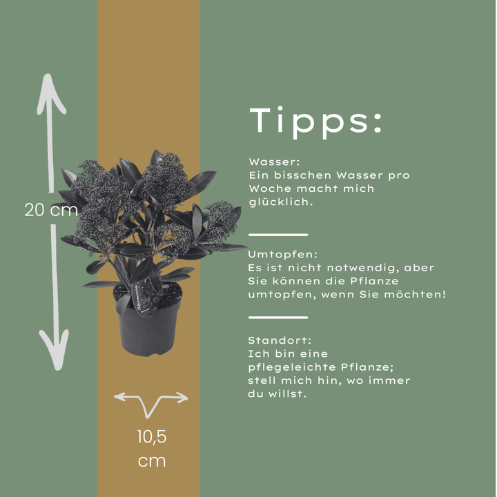 Set of 3 Skimmia 'Rubella' plants in 10.5 cm pots, height 20-25 cm, with dark green foliage.