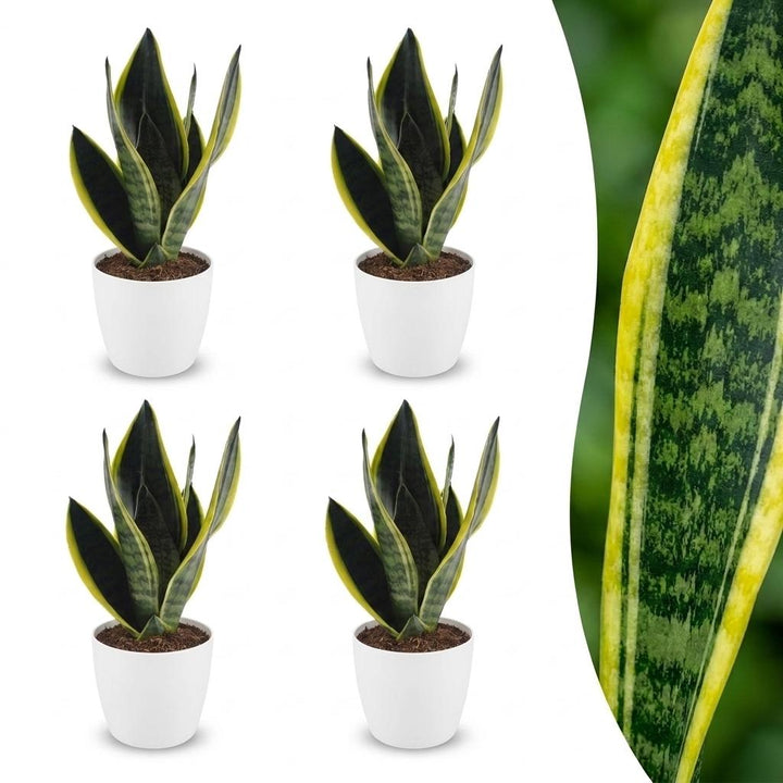Snake Plant with upright sword-shaped leaves edged in pale green, set of 4 plants in a white ceramic pot, about 35cm tall