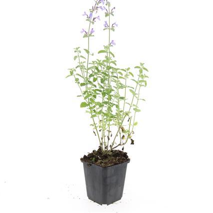 48x Nepeta 'Walker's Low' - ↕10-25cm - Ø9cm