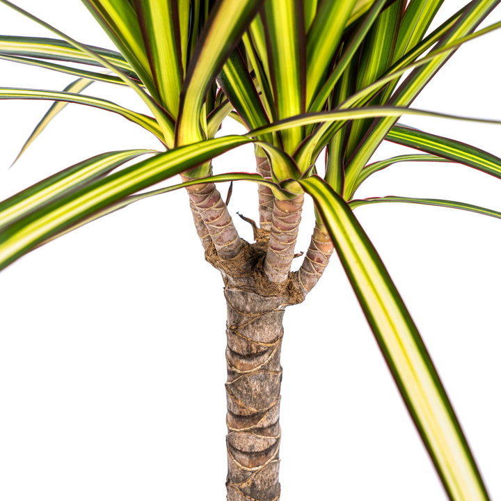 Dracaena Marginata Sunray 60-80cm — Madagascar Dragon Tree in 17cm pot