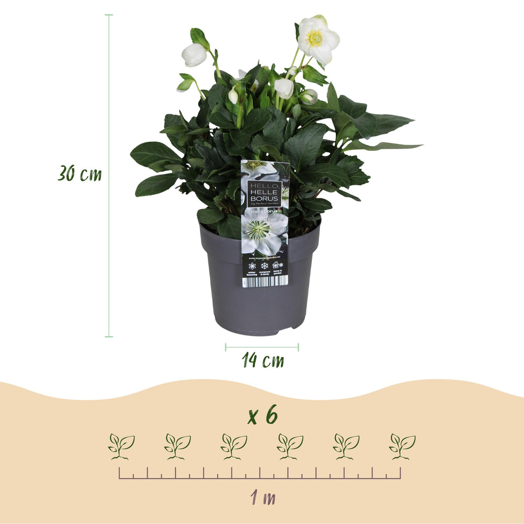 2x Helleborus niger 'Christmas Carol' Christmas Rose in 14cm pots - view 3