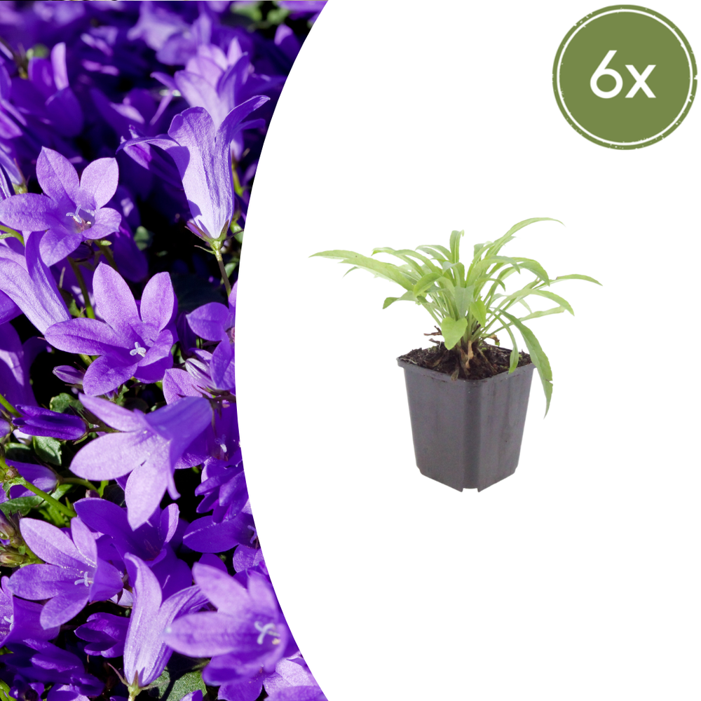 Healthy foliage and strong roots close-up of 6x Campanula pers. 'Coerulea' - ↕10-25cm - Ø9cm