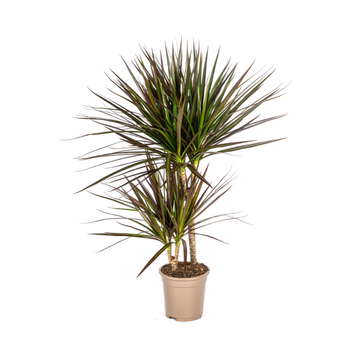 Dracaena Marginata Magenta 50-70cm — Madagascar Dragon Tree in 17cm pot